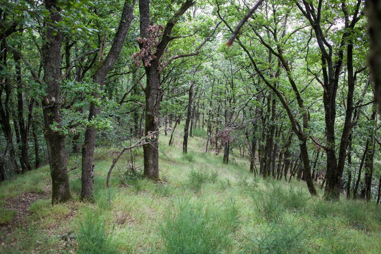 Forêt des Echandes